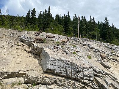 Critters along Icefields Parkway